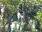 Flying Foxes.JPG (81 KB)